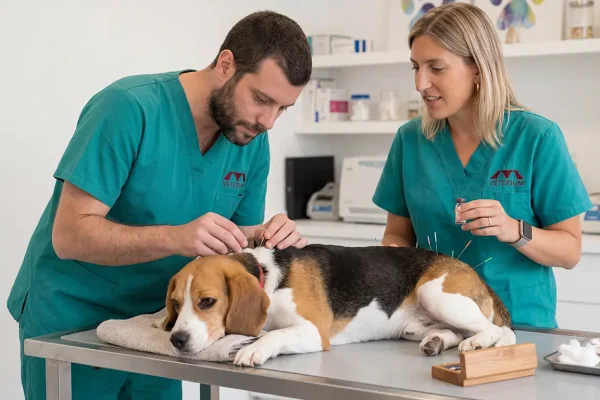 acupuntura Acupuntura veterinària