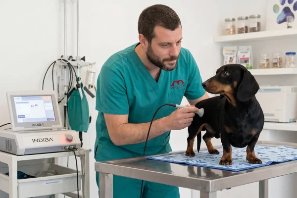 indiba Rehabilitació animal amb INDIBA