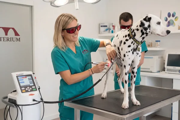 klaser Rehabilitació animal amb K-Laser