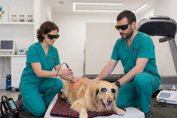 terapia Rehabilitació animal a Veterium